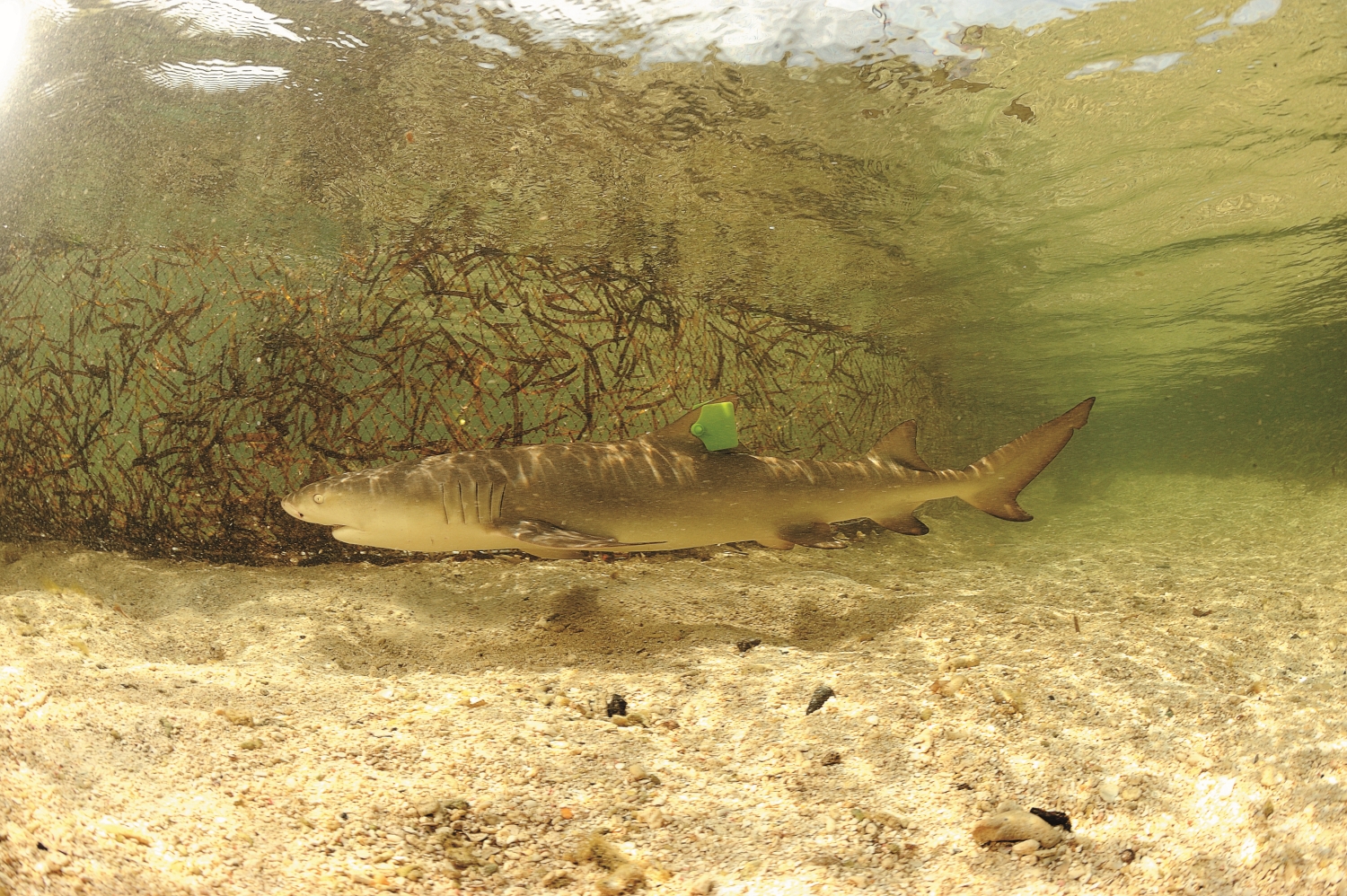 標記完畢的檸檬鯊/真理大學 提供