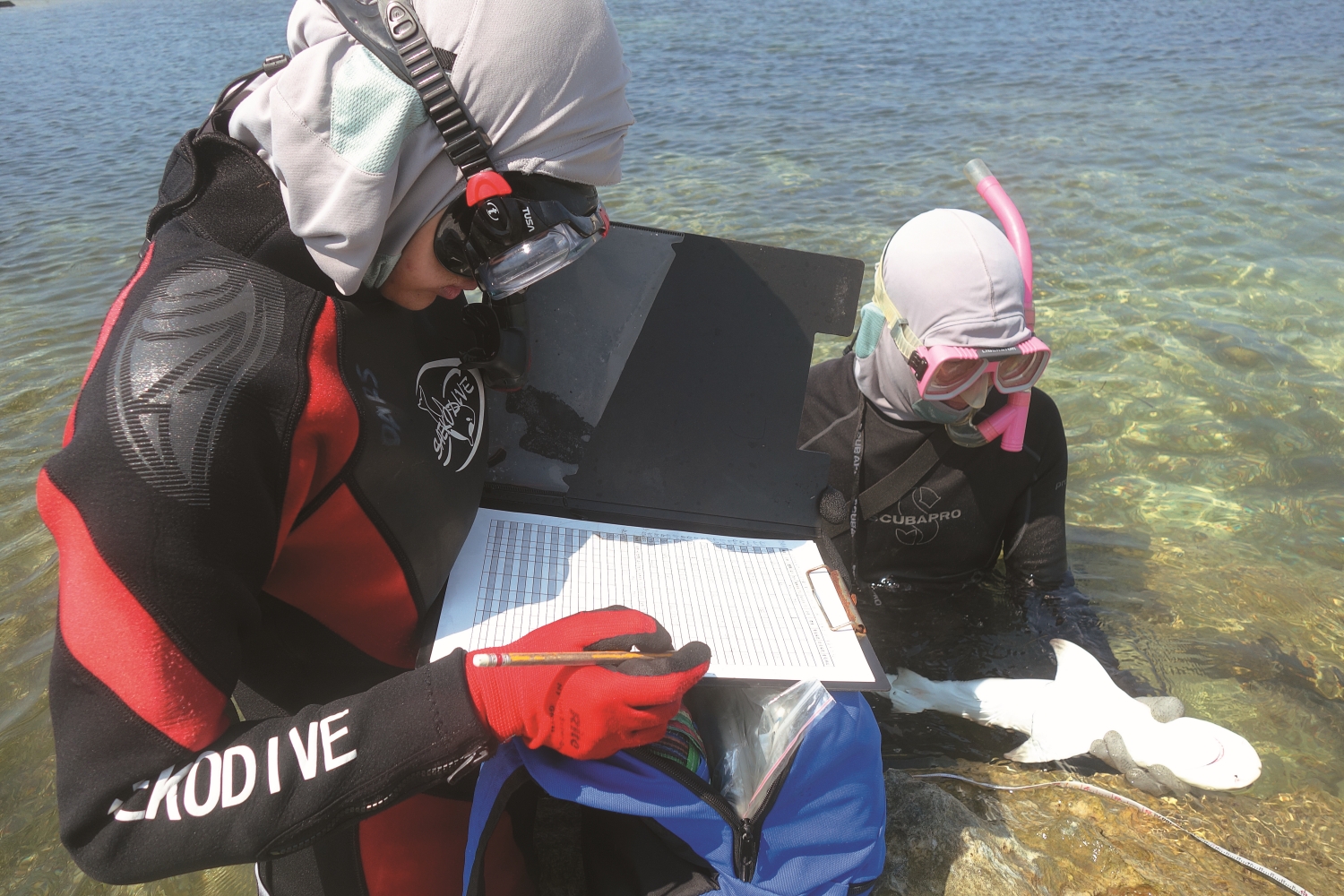 研究人員進行檸檬鯊測量記錄/真理大學 提供