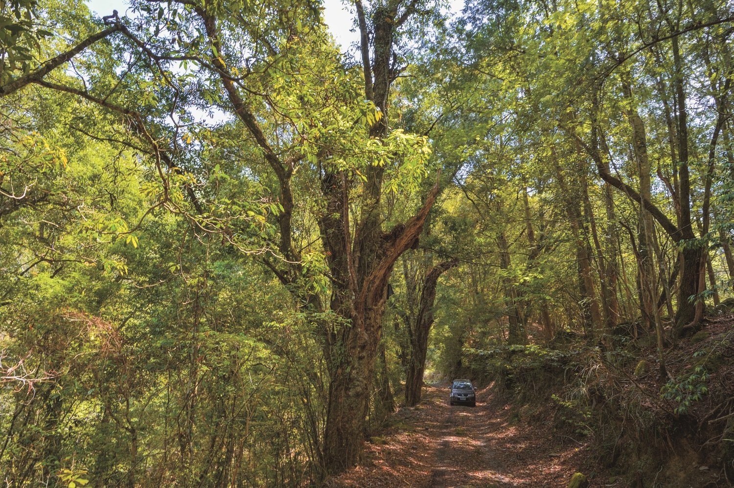 楠溪林道生態豐富，適合作為科學教育活動的基地／何小綠 攝