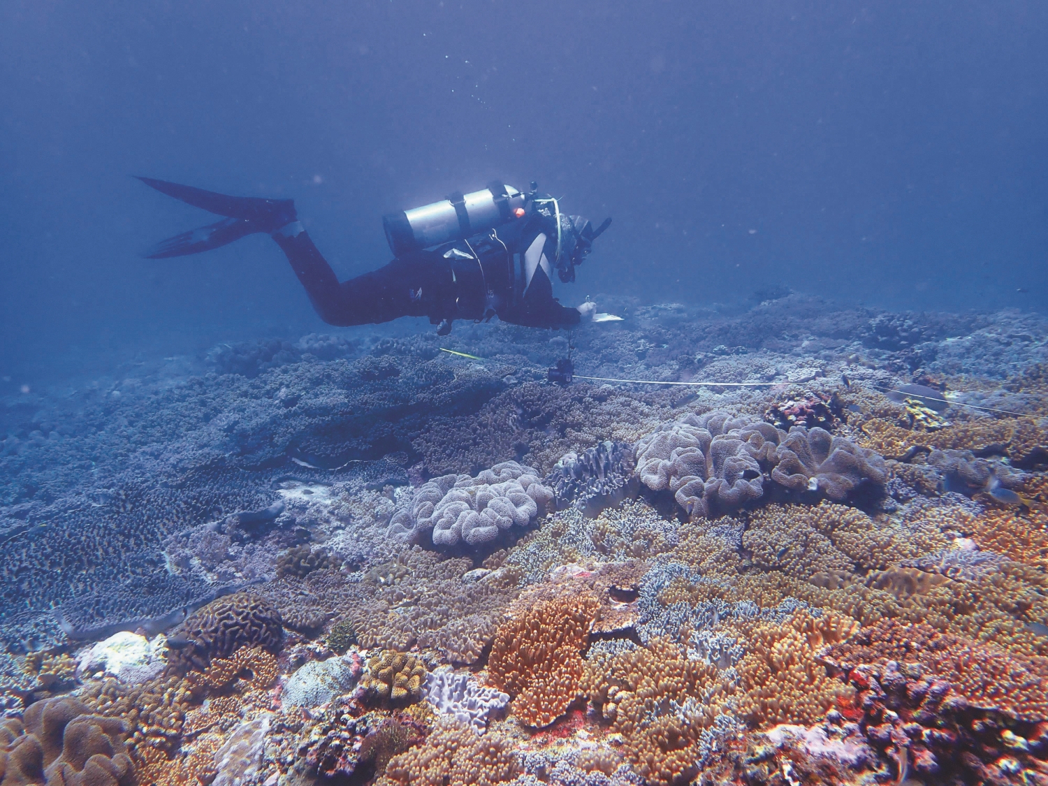 珊瑚礁總體檢，潛水人員正在測量珊瑚及其他生物的覆蓋率和生長狀態／海管處 提供