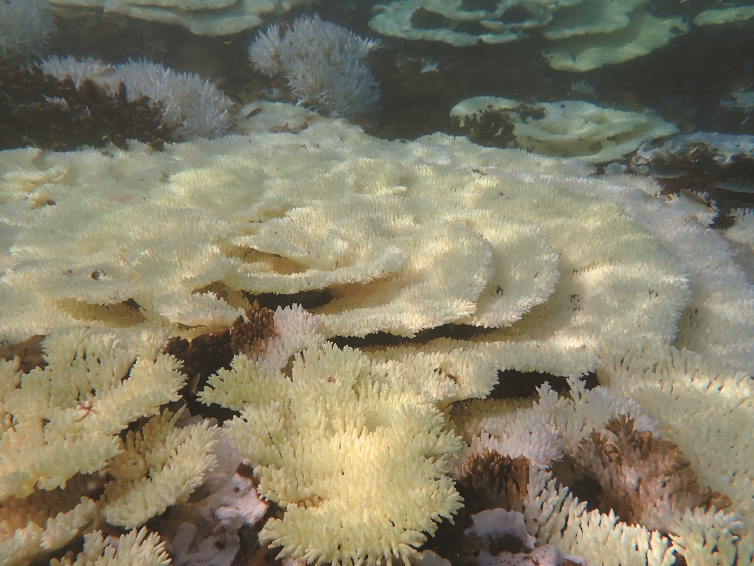 大面積珊瑚白化/海管處 提供