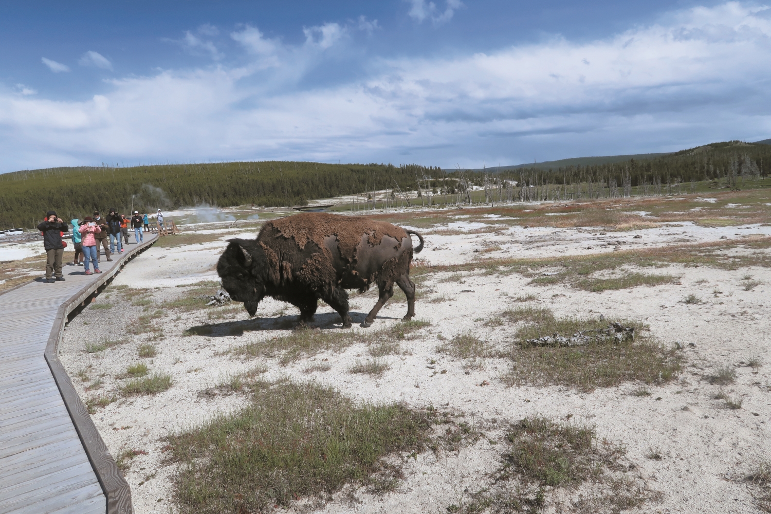 如何管理遊客與野生動物的互動是黃石國家公園的重要課題／林文和 提供