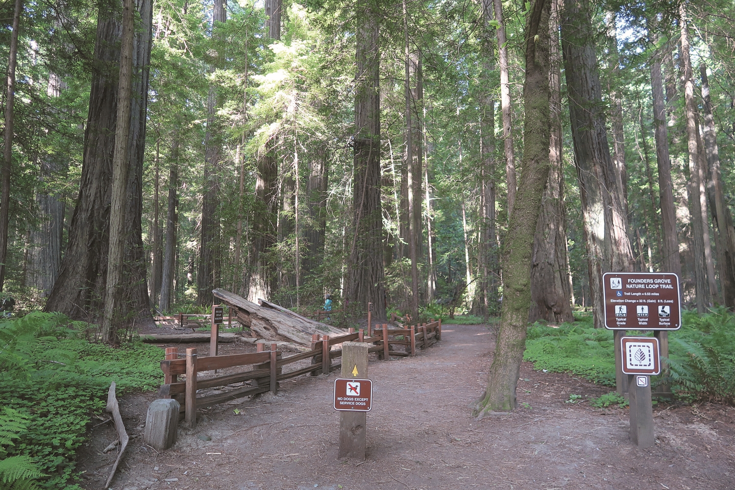 健行步道如紅木國家公園創建者循環步道可觀察到解說巡查的人力明顯減少／林文和 提供