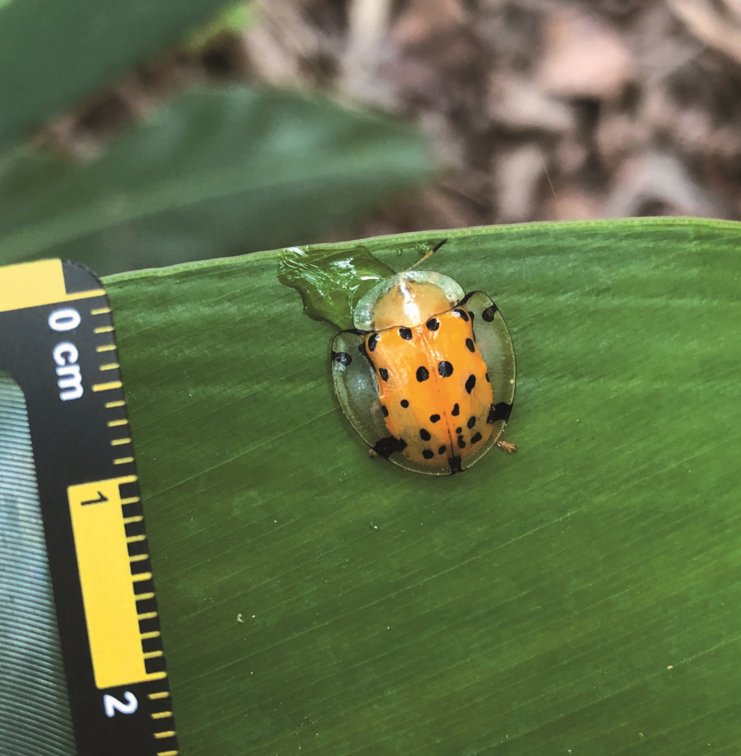 使用比例尺紀錄金花蟲大小／ 林政道 提供