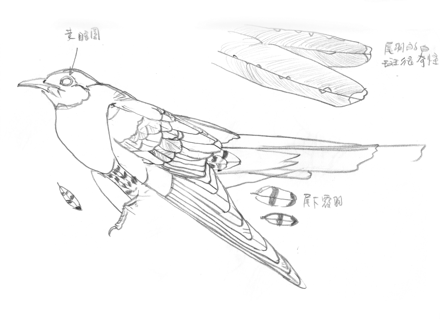 依照「鳥的特徵、習性和生態知識」之生態畫法的原則繪製草稿
