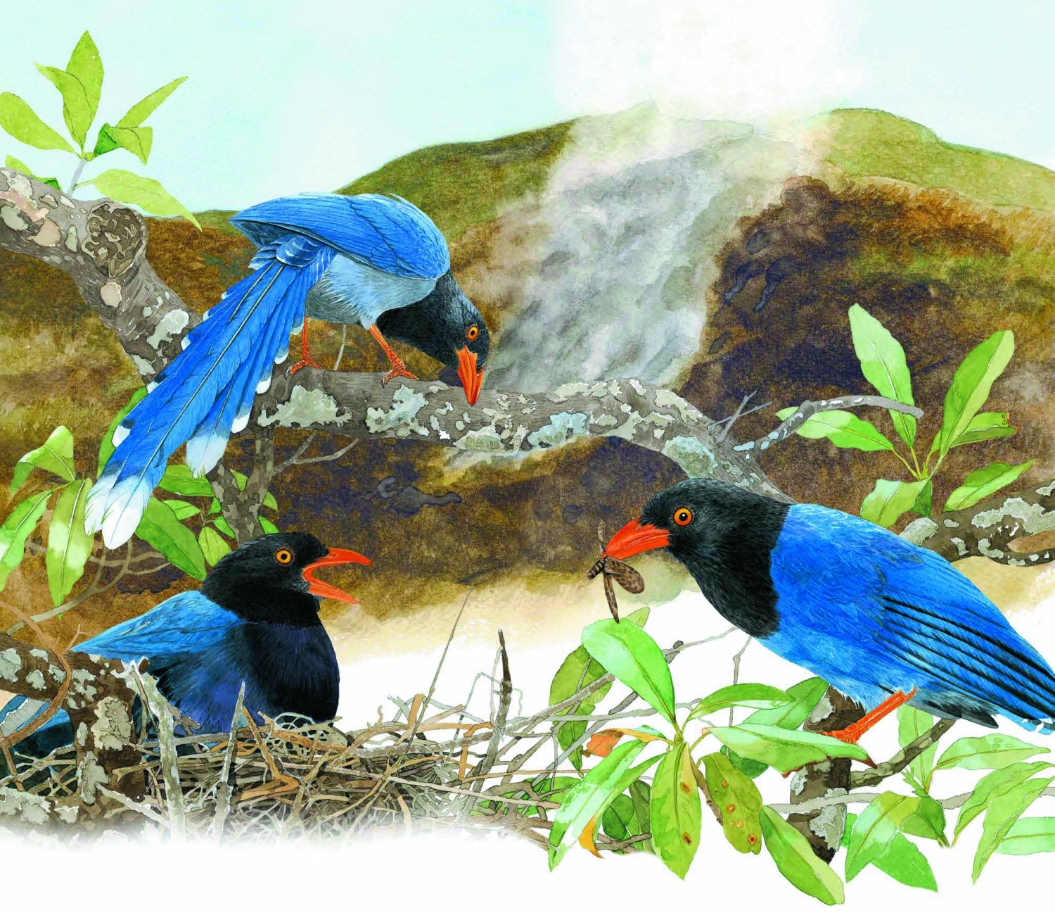 臺灣國家公園2021年月曆內頁精緻靈動的鳥類