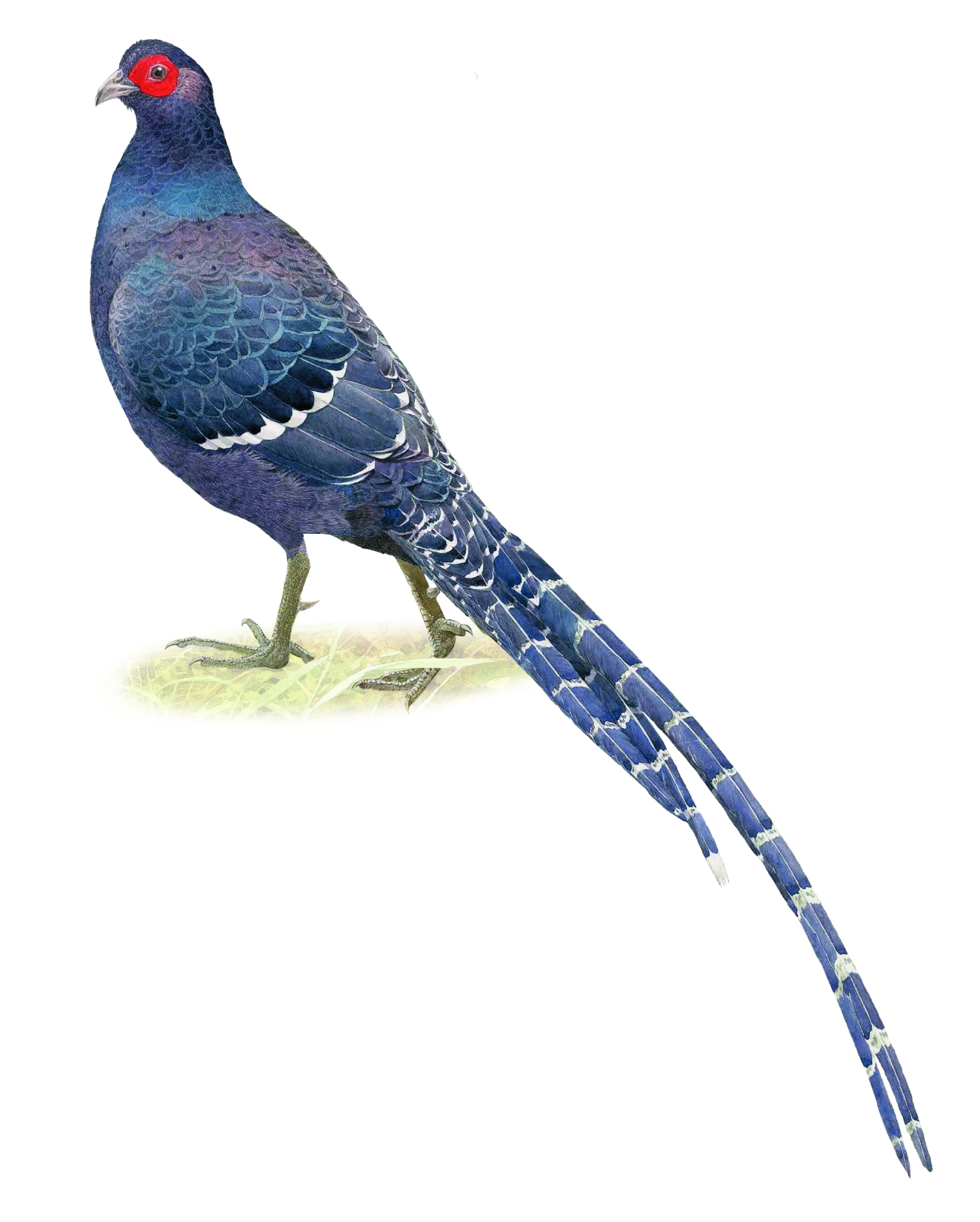 臺灣國家公園2021年月曆內頁精緻靈動的鳥類