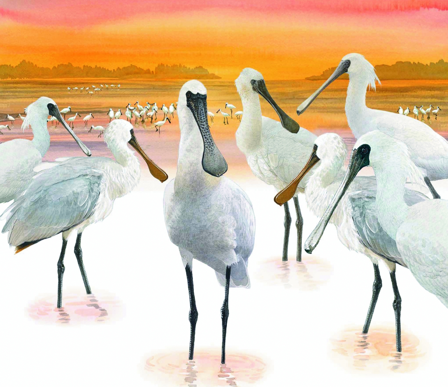 臺灣國家公園2021年月曆內頁精緻靈動的鳥類