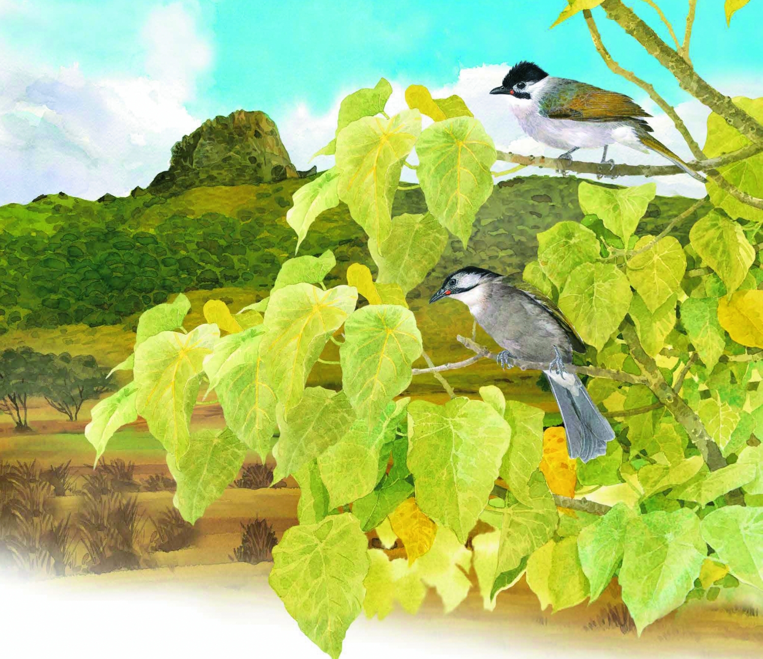 臺灣國家公園2021年月曆內頁精緻靈動的鳥類