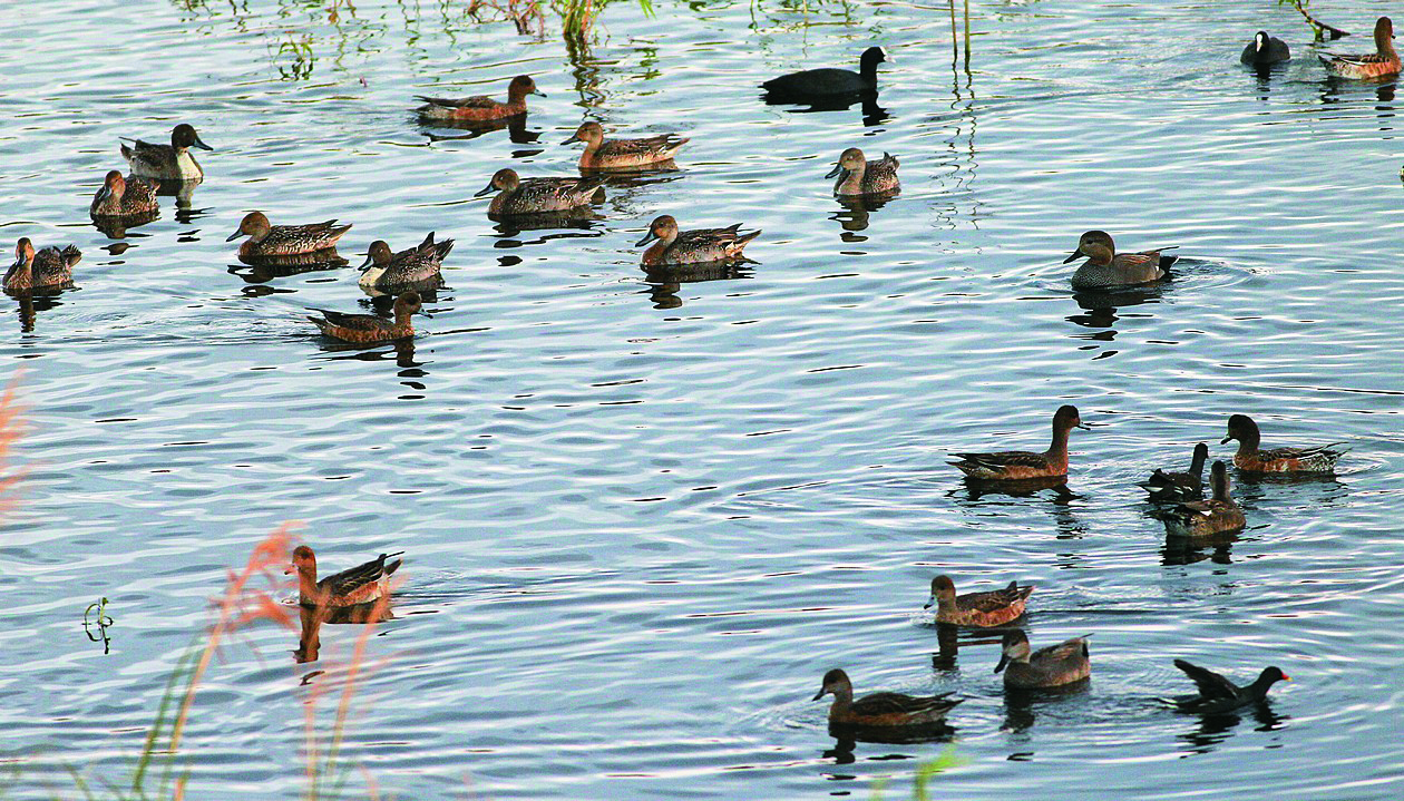 春羽濕意龍鑾潭—墾丁雁鴨季