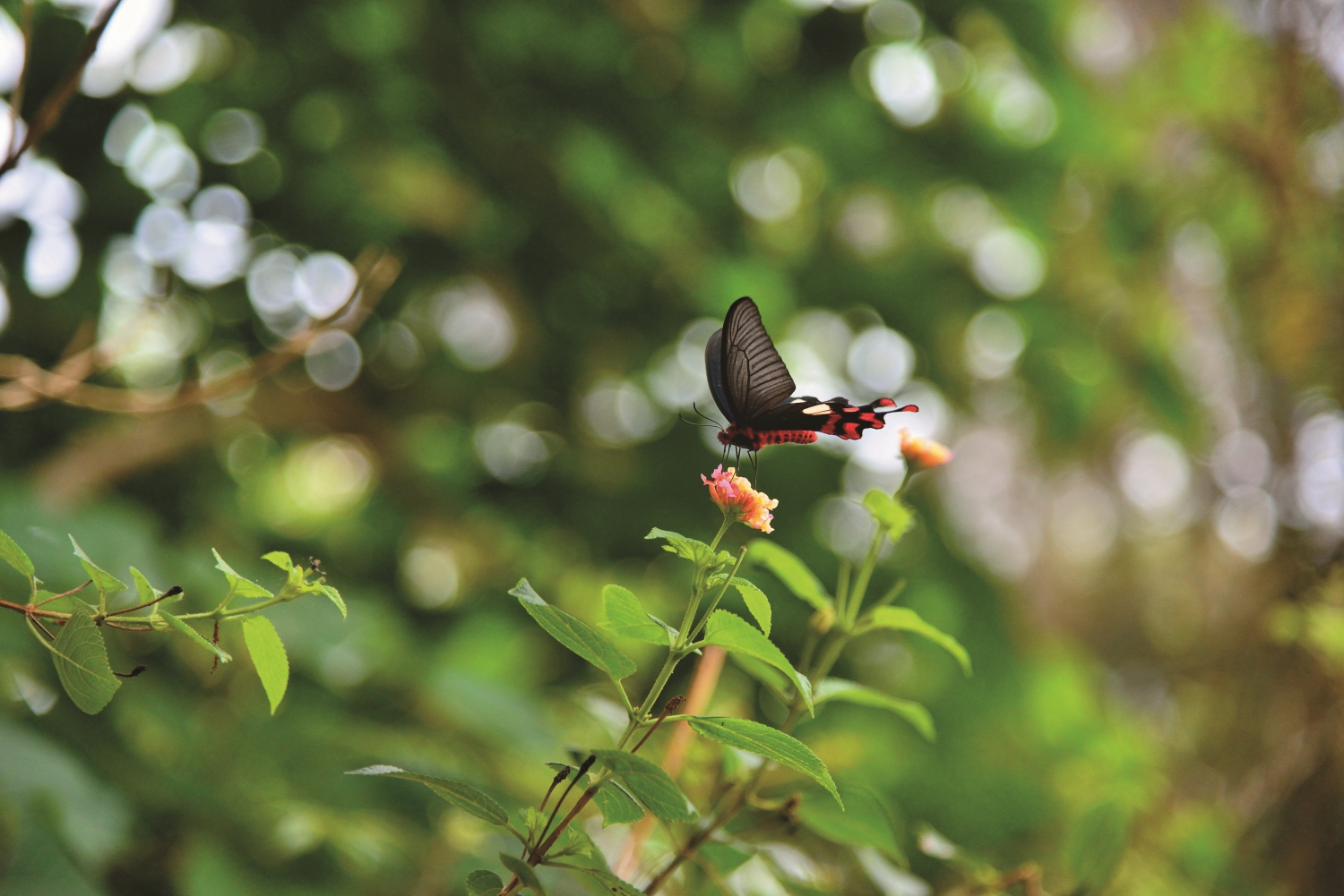 賞蝶賞花一點都不困難,只要打開感官注意周遭環境,就能找回與自然的連結/陳忠能 攝