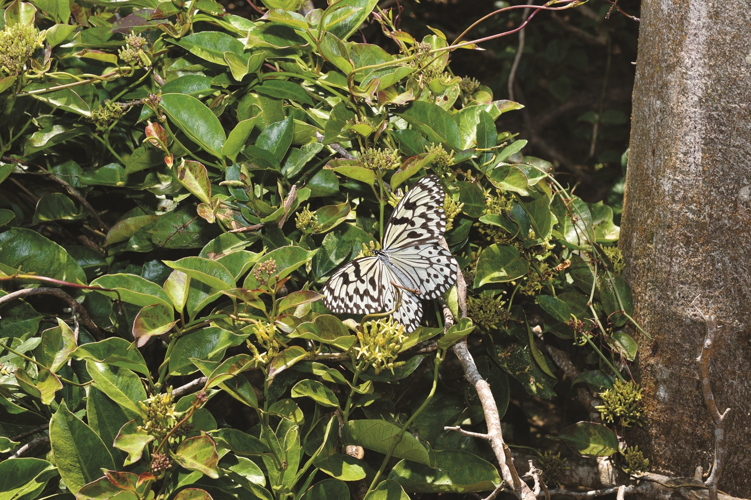 大白斑蝶與寄主植物爬森藤/陳忠能 攝