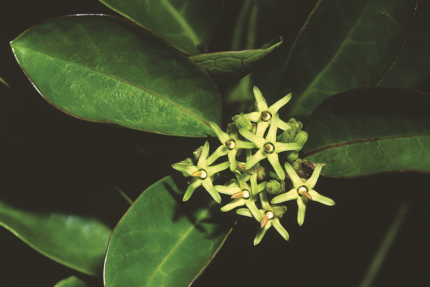 爬森藤花/墾管處 提供