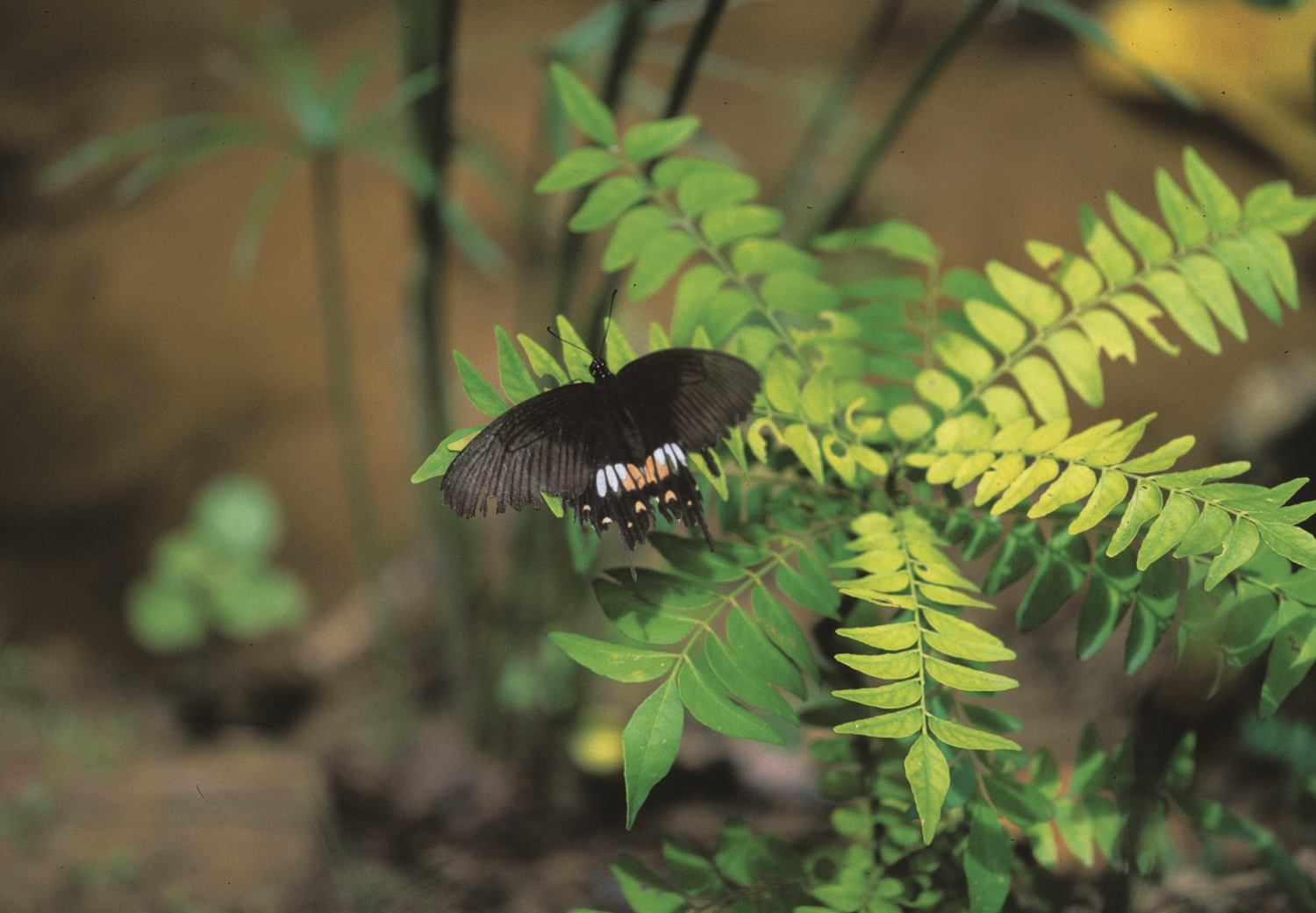 蝶雌蝶與幼蟲食草過山香/墾管處 提供