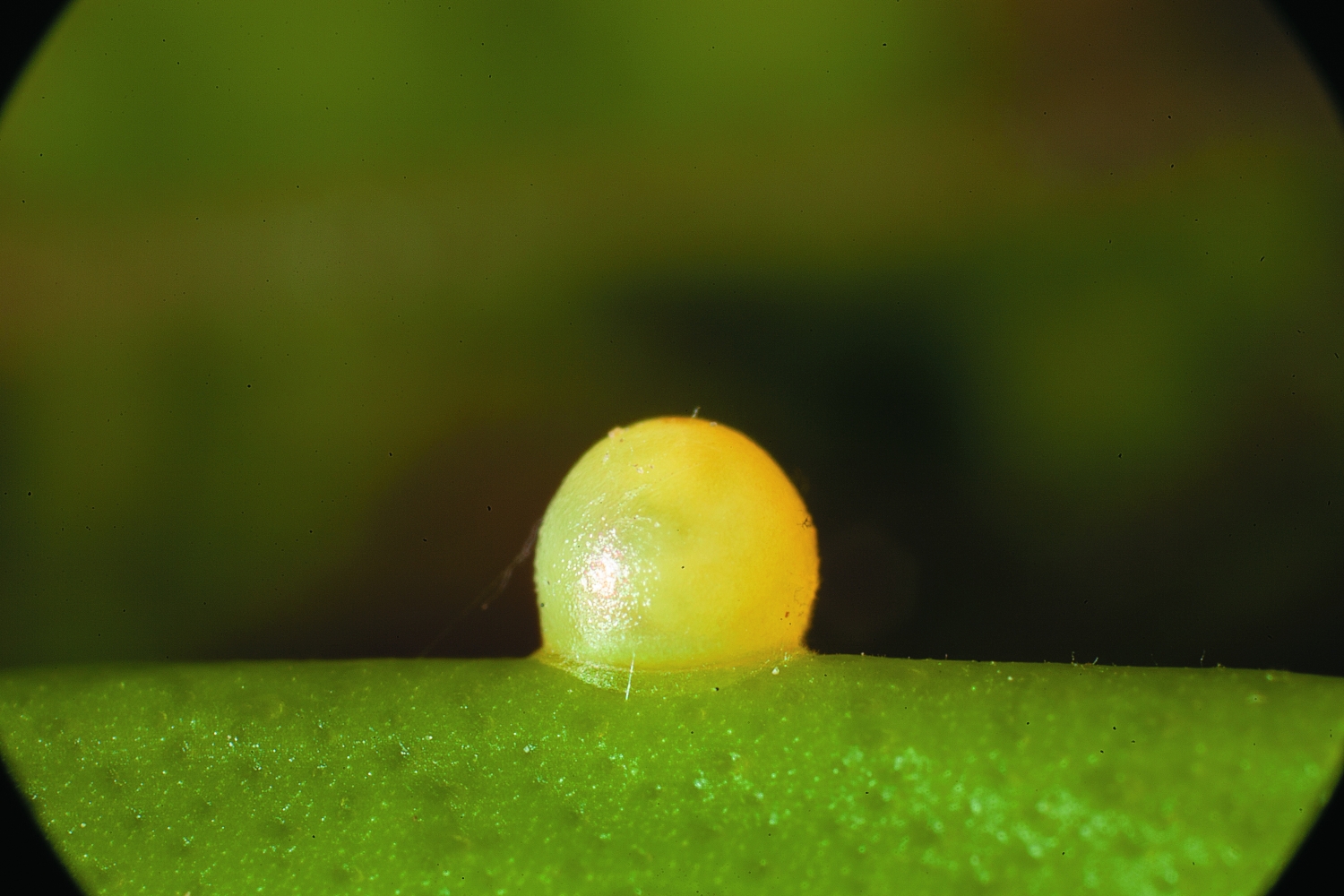 玉帶鳳蝶卵 /詹家龍 提供