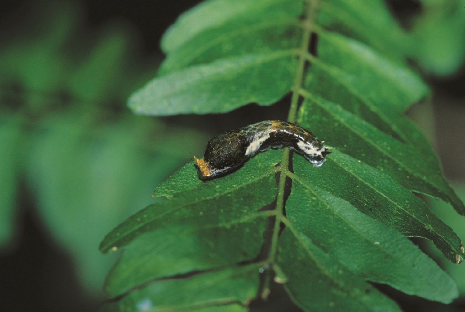 玉帶鳳蝶幼蟲擬態鳥屎/墾管處 提供