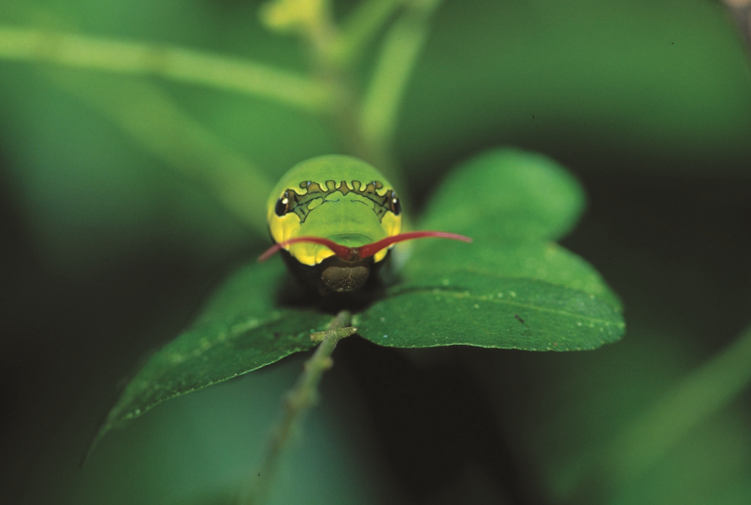 玉帶鳳蝶幼蟲的臭角/墾管處 提供