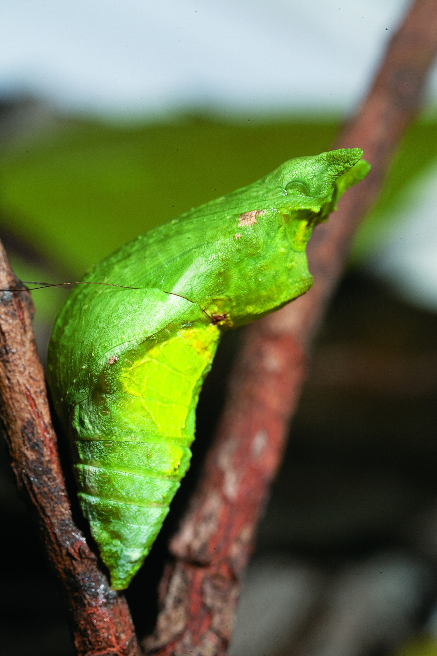 玉帶鳳蝶蛹/詹家龍 提供