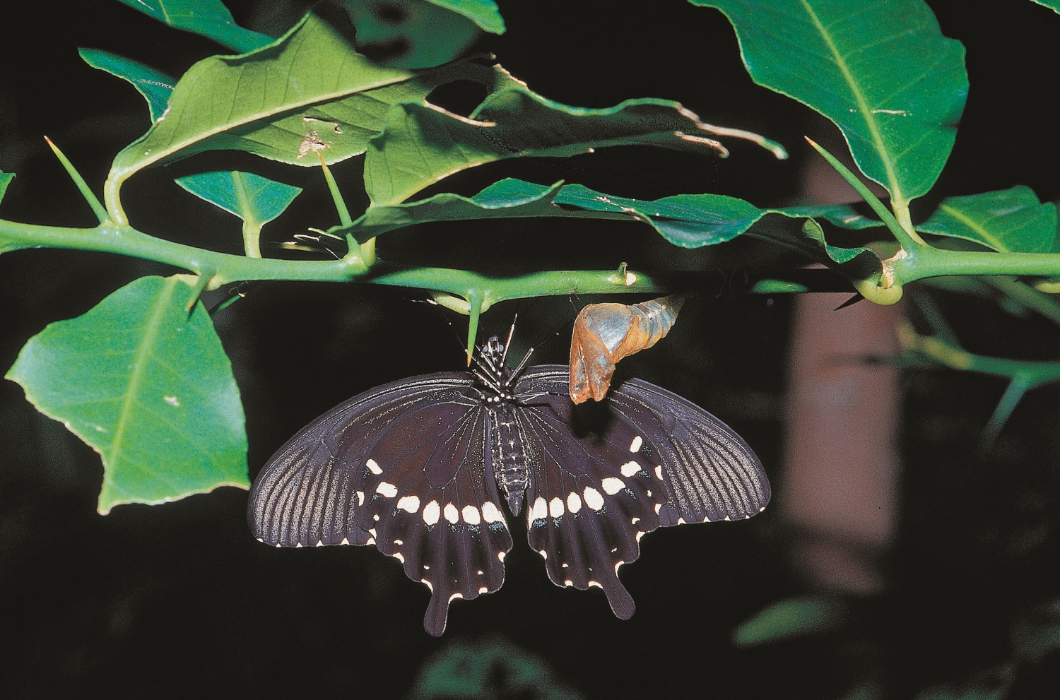 破蛹後的玉帶鳳蝶/墾管處 提供