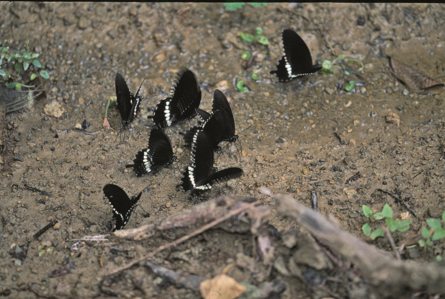 玉帶鳳蝶吸水/墾管處 提供