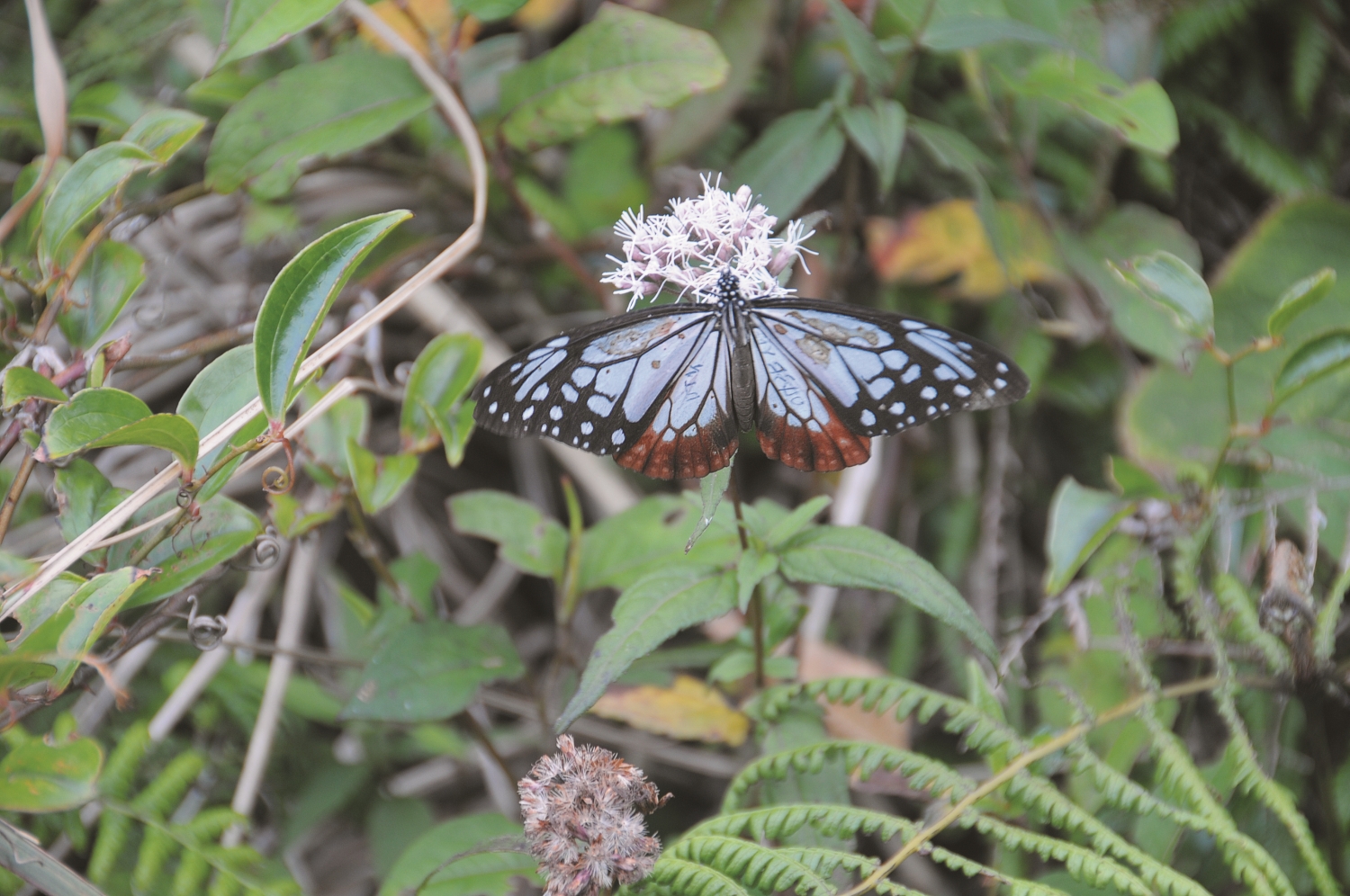 吸蜜的青斑蝶(大絹斑蝶),仔細一看翅膀上還有研究標記/陽管處 提供(林永發 攝)