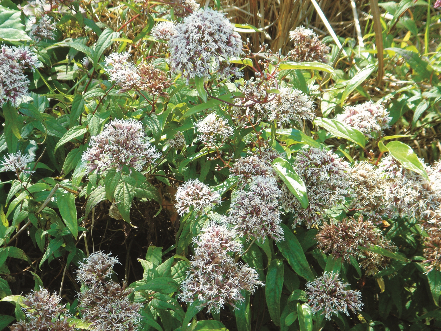 大屯山車道旁盛開的澤蘭,成為觀賞蝴蝶的保證/陽管處 提供(黃佩陞 攝)