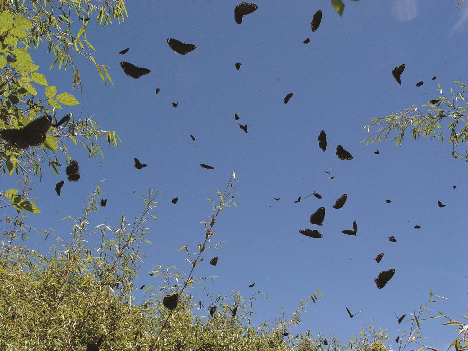 紫斑蝶飛越塔塔加鞍部的盛況/陳建志 提供