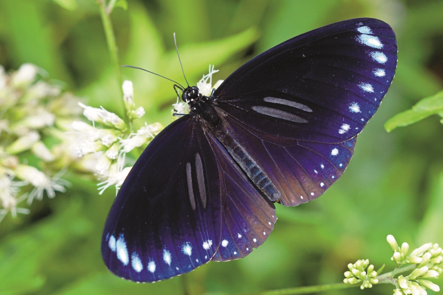雙標紫斑蝶/ Peellden 提供(https://commons.wikimedia.org/wiki/File:Euploea_sylvester_swinhoei_male_dorsal_view_20150606.jpg)