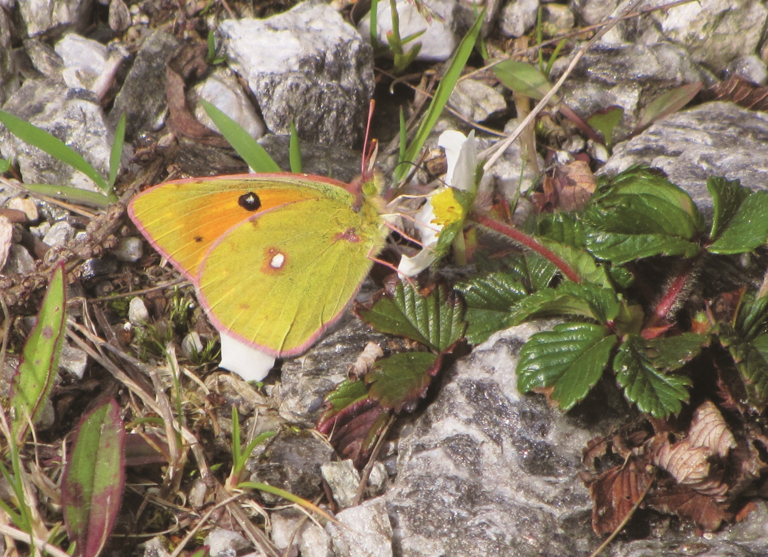 紋黃蝶/ Peellden 攝(來源:https://upload.wikimedia.org/wikipedia/commons/c/c5/Colias_erate_formosana_male_20151003.jpg)
