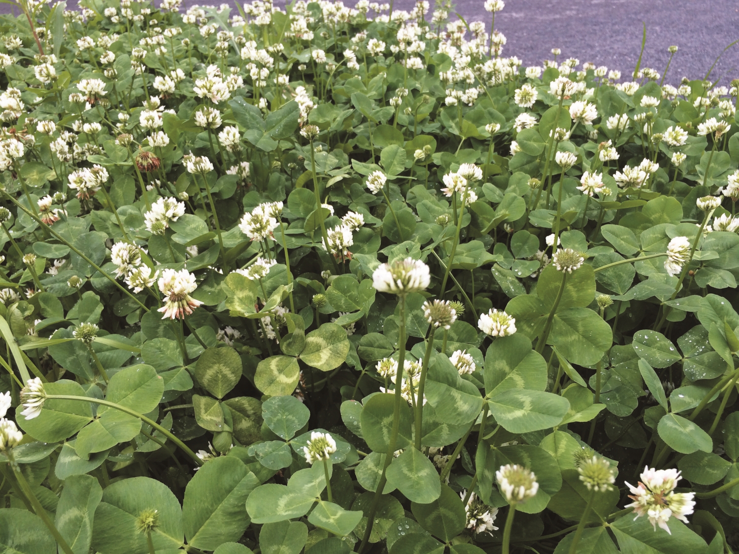 白花三葉草/ Shotstars 提供(來源:https://commons.wikimedia.org/wiki/File:PIC_20160423_Trifolium_repens.jpg)