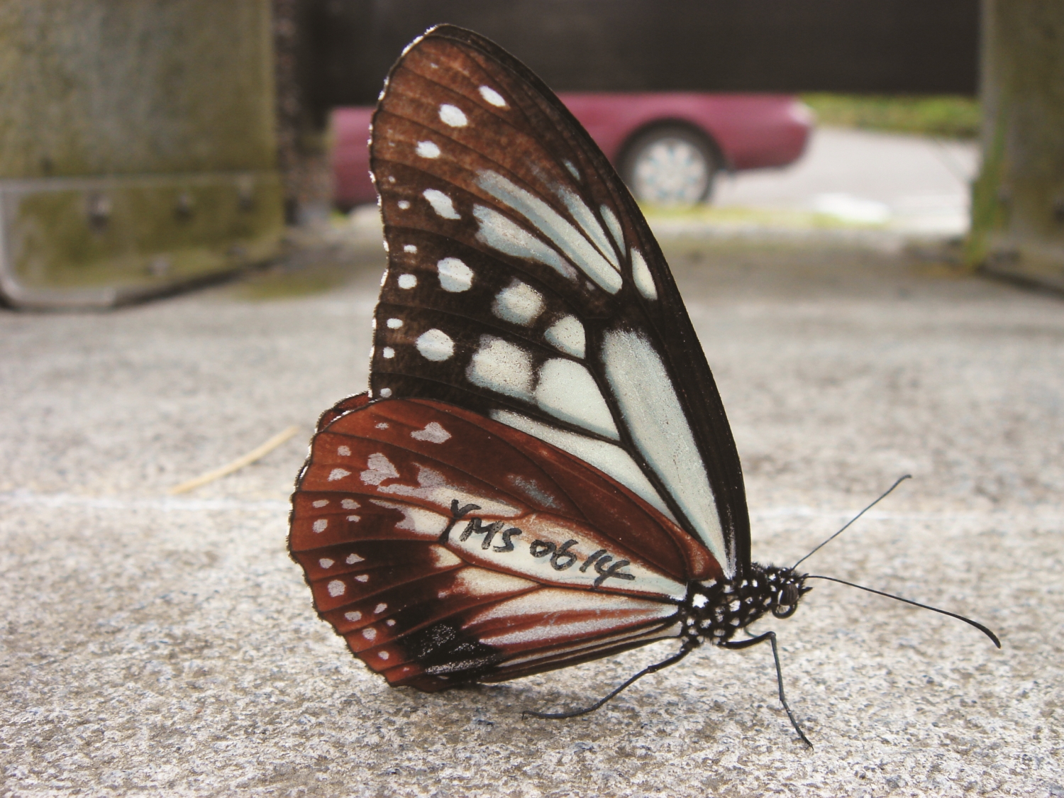 被標記的青斑蝶，翅膀狀態良好／陳建志 提供