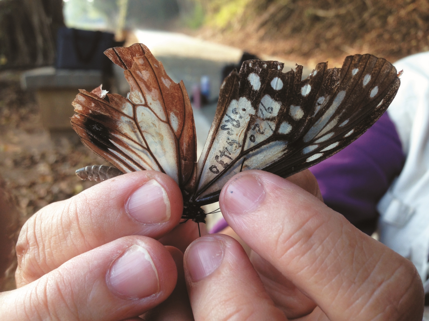 捕獲擁有日本標幟的青斑蝶，經過長距離飛行翅緣破損／陳建志 提供