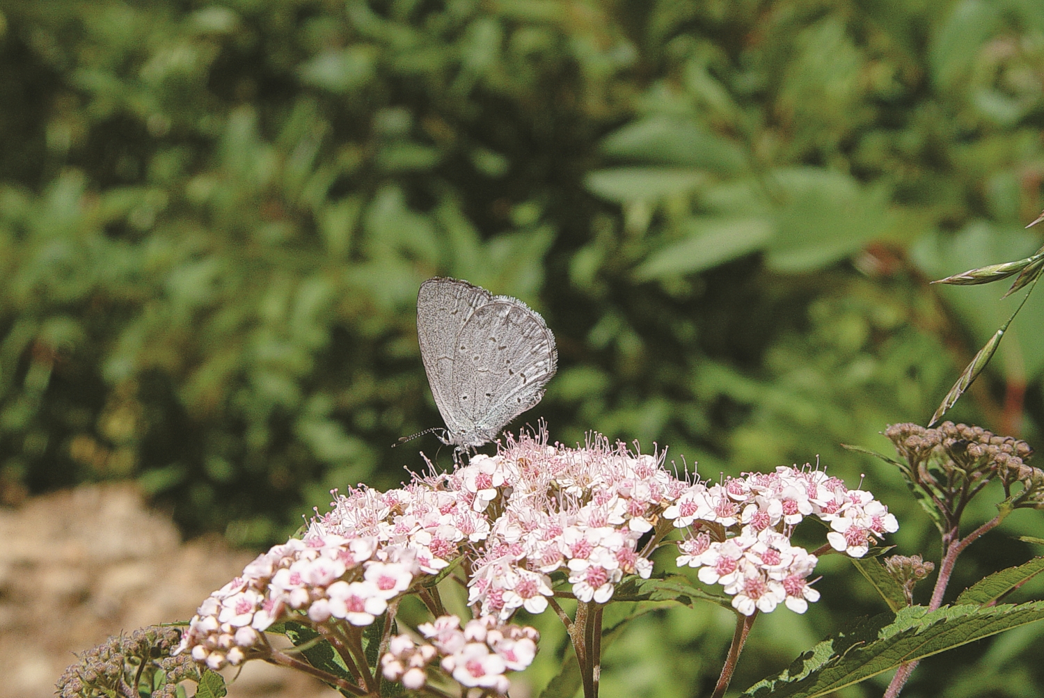 吸食玉山繡線菊的阿里山琉璃小灰蝶/陳建志 提供