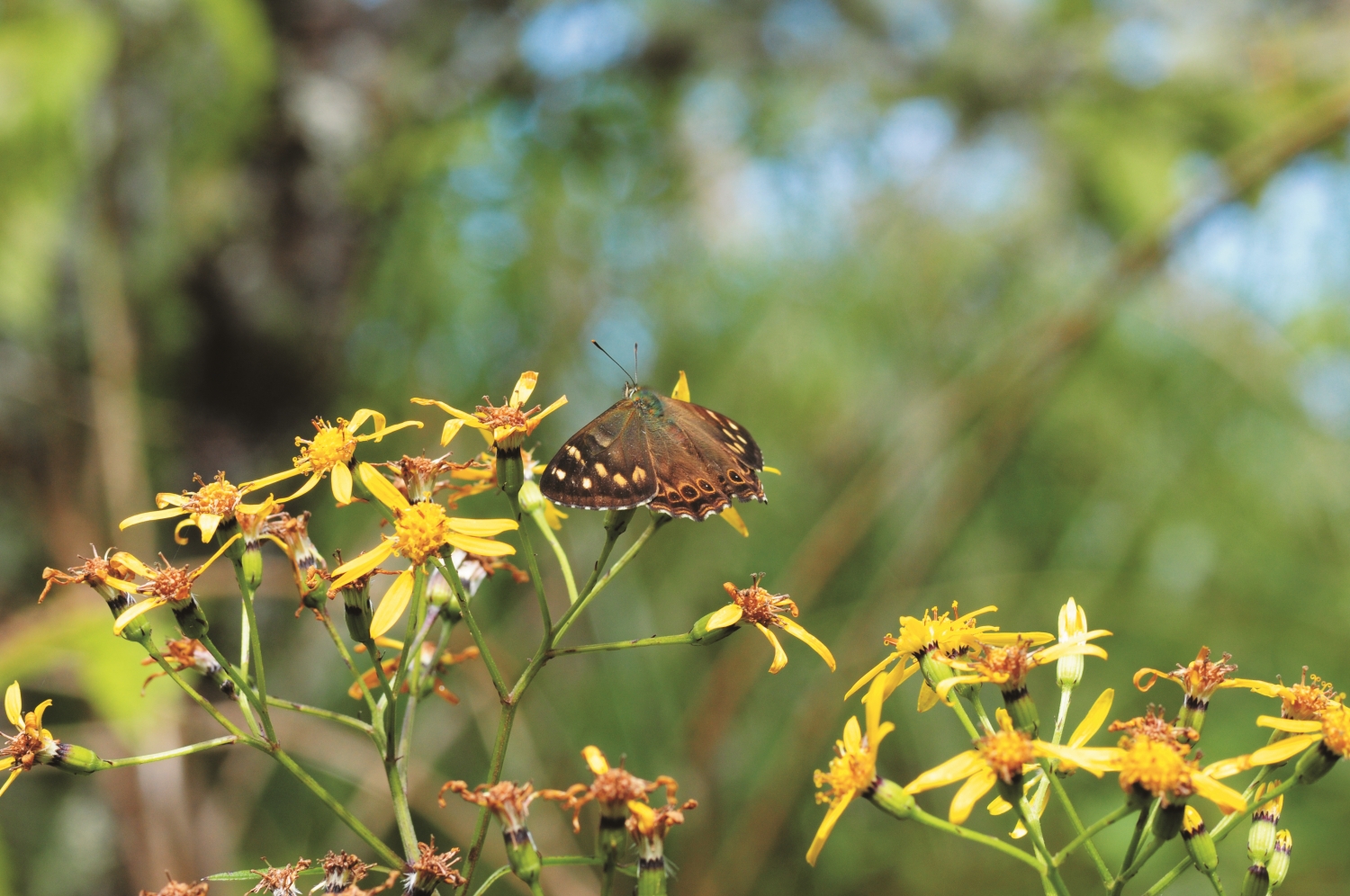 在裂葉蔓黃苑上曝曬中的玉山蔭蝶/陳建志 提供