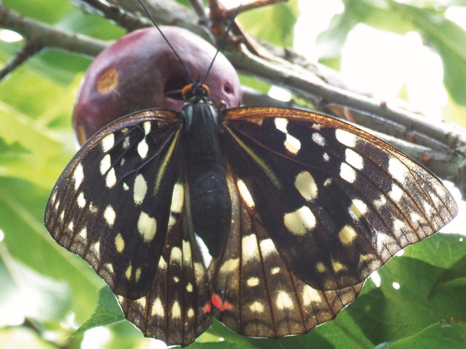 露營場中正在吸食成熟紅肉李果汁的保育類大紫蛺蝶/陳建志 提供