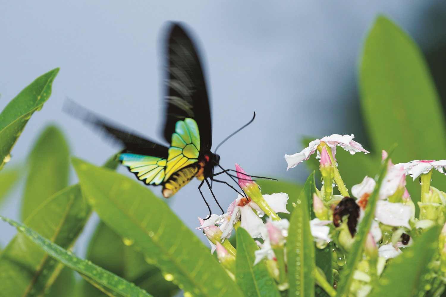 蝴蝶的外型、姿態、食性等在不同文化中擁有各自的詮釋／ Peellden 提供（來源：https://commons.wikimedia.org/wiki/File:Troides_ magellanus_sonani.jpg）
