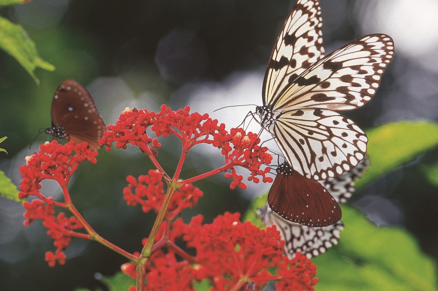 黑點大白斑蝶與火筒樹／墾管處 提供