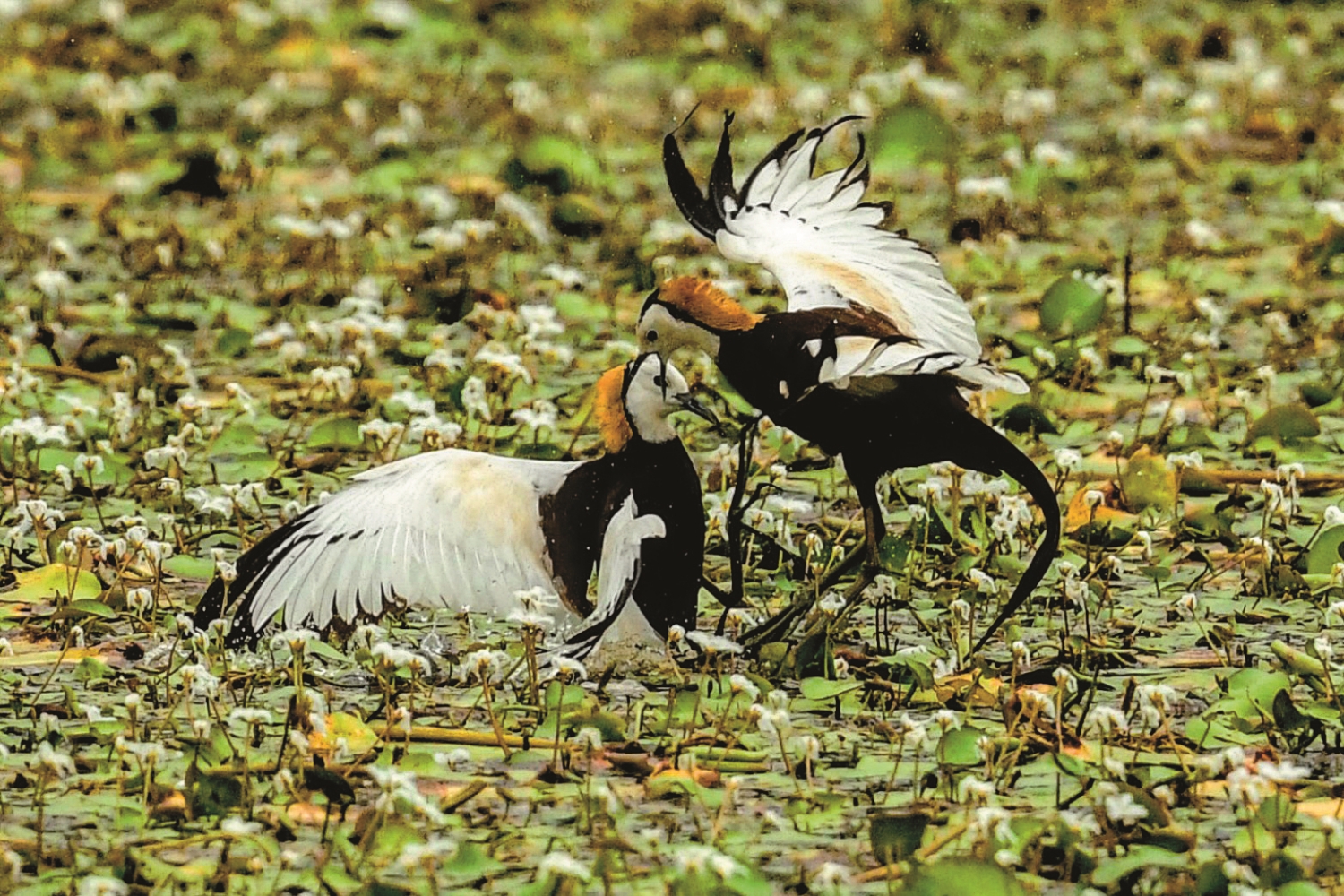 1865 年英國博物學家史溫侯,在高雄凹仔底至蓮池潭一帶的埤塘發現臺灣第一筆水雉紀錄/臺灣濕地保護聯盟 提供