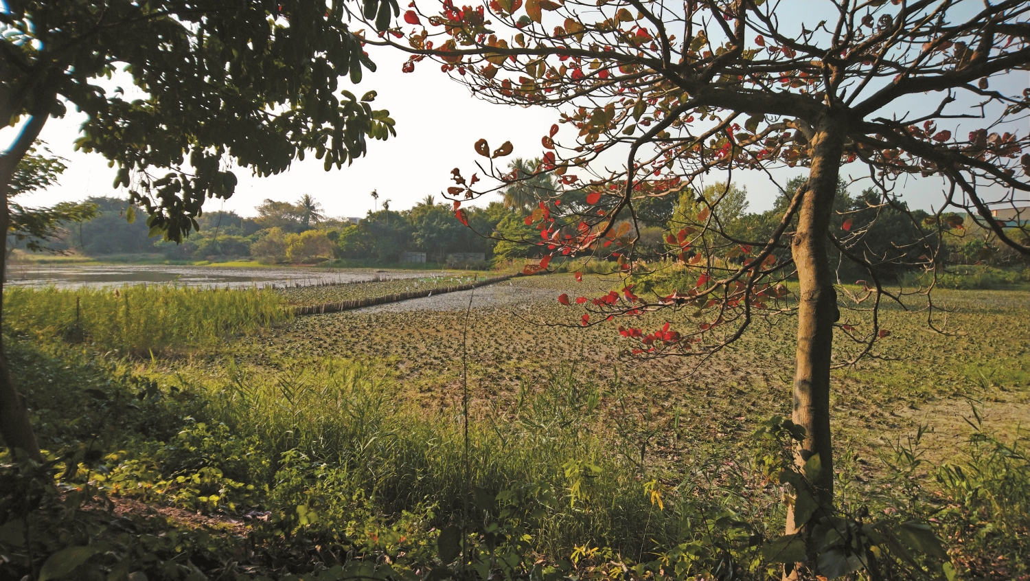 夕陽下的洲仔濕地/呂慧穎 攝