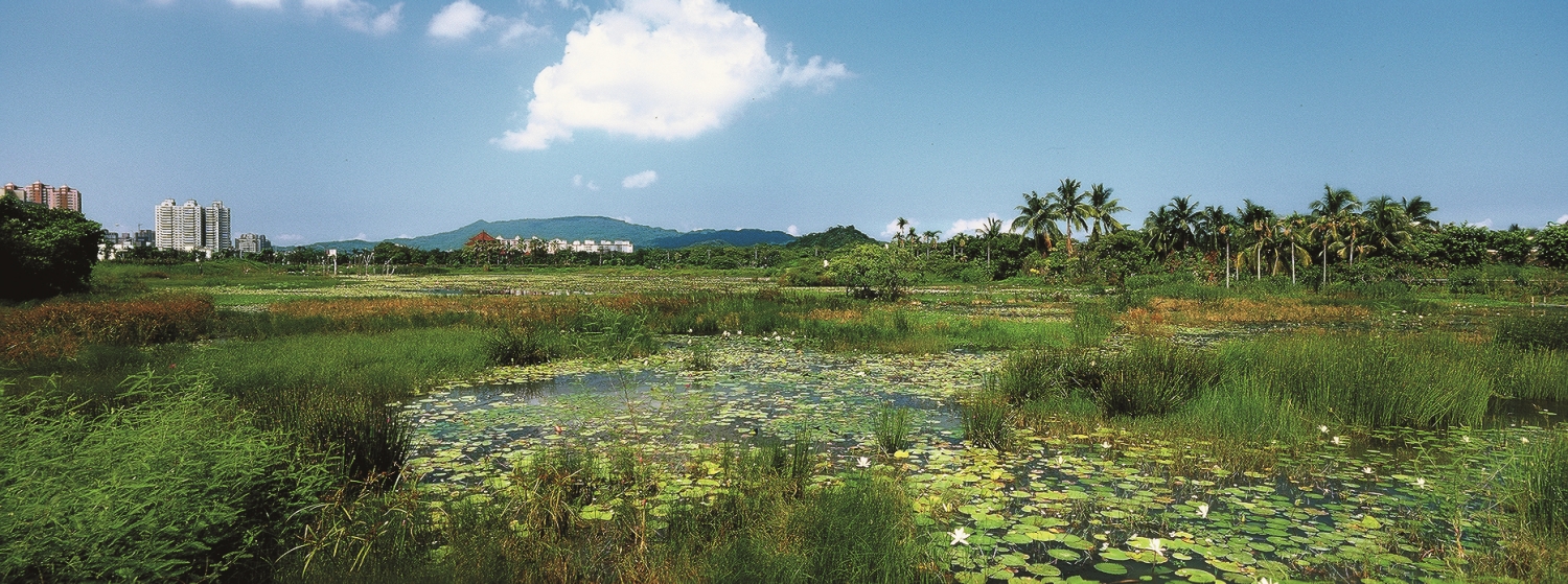 濕地具有提升都市防災與生態多樣性的功能/高雄市政府工務局養護工程處 提供