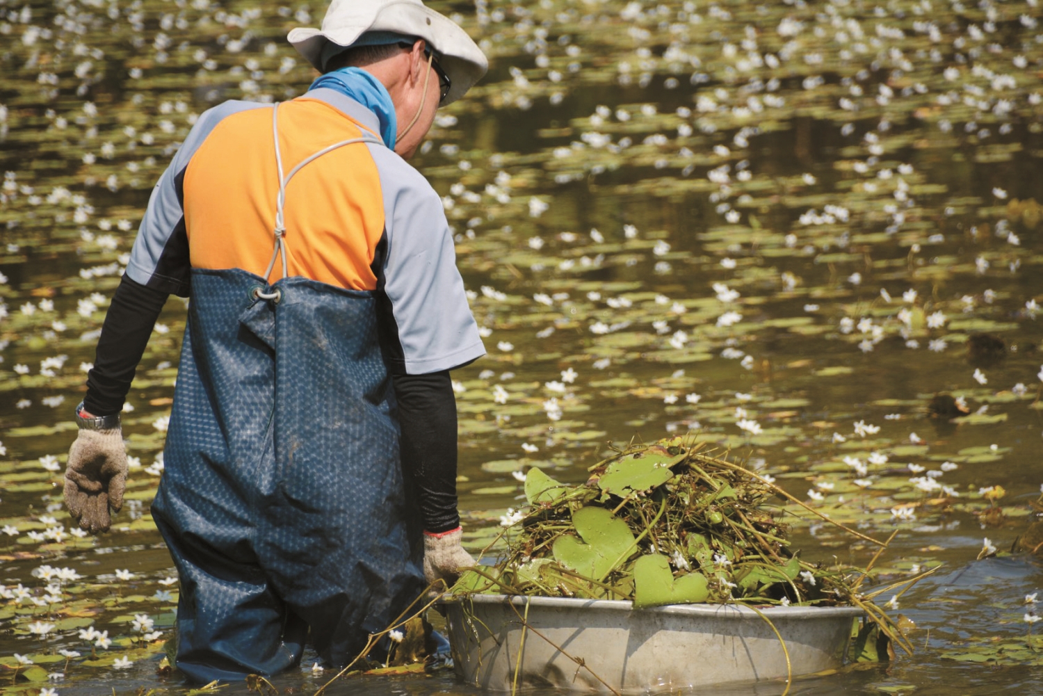印度莕菜為浮葉植物,雖然可以營造水雉喜愛的育雛環境, 但分蘗性強、繁殖快,需要不定期進行維護管理/臺灣濕地保護聯盟 提供