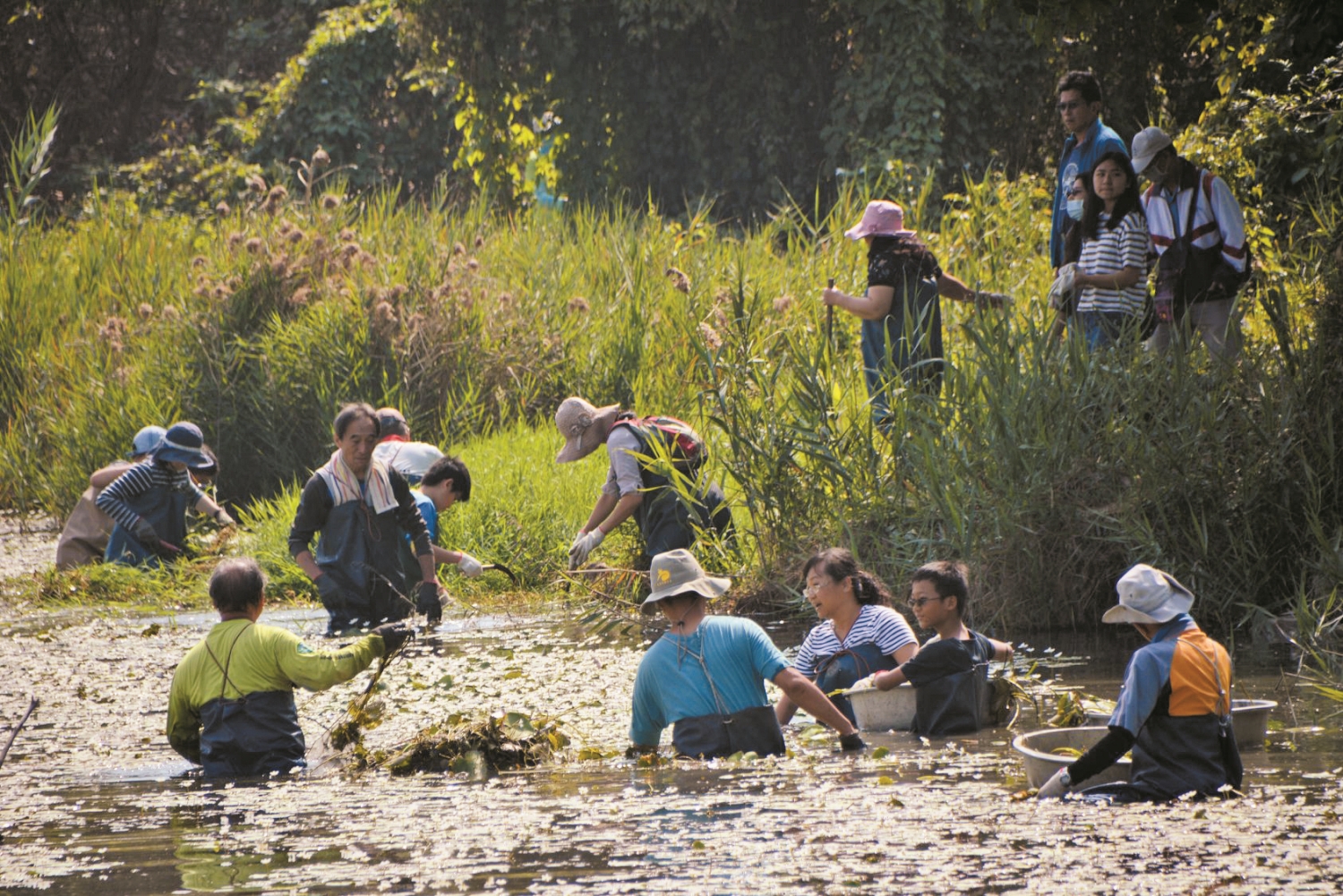 老中青三代志工動員清除生長過剩的水生植物/臺灣濕地保護聯盟 提供