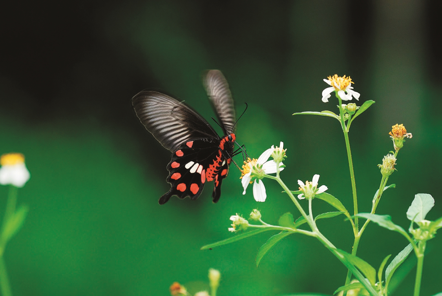 紅紋鳳蝶(Pachliopta aristolochiae)