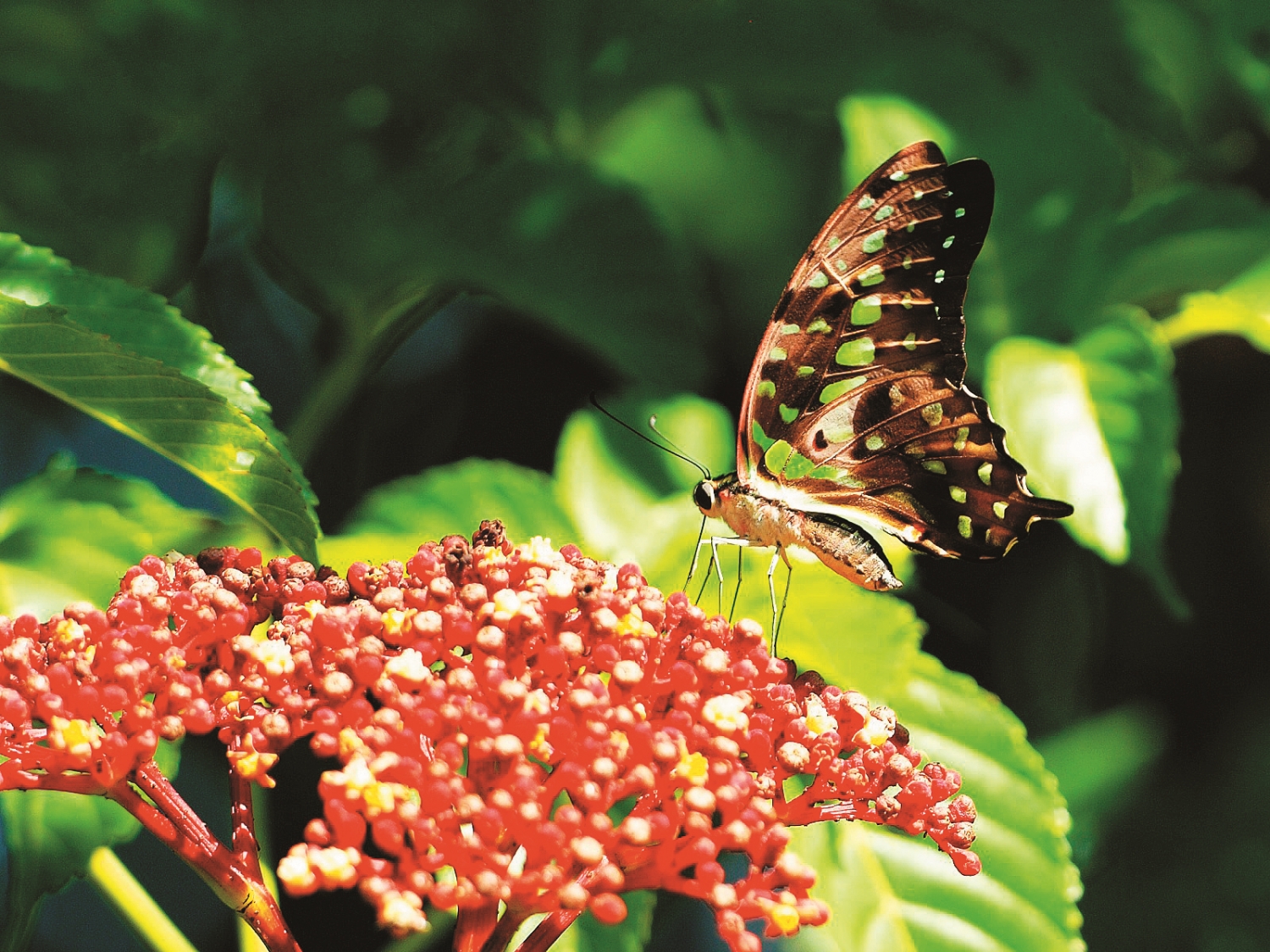 翠斑青鳳蝶(Graphium agamemnon)