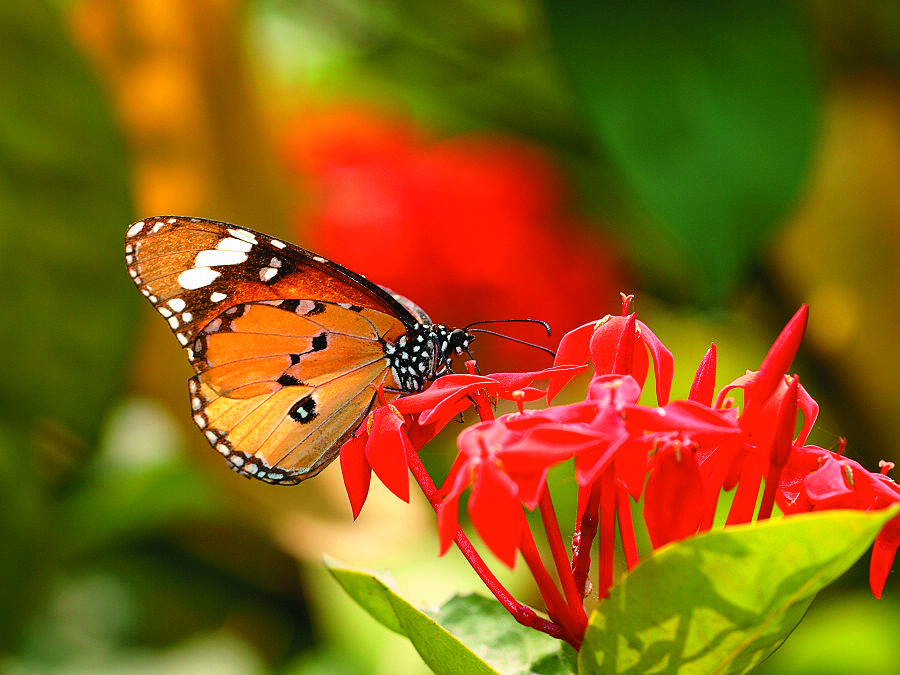 樺斑蝶(Danaus chrysippus)