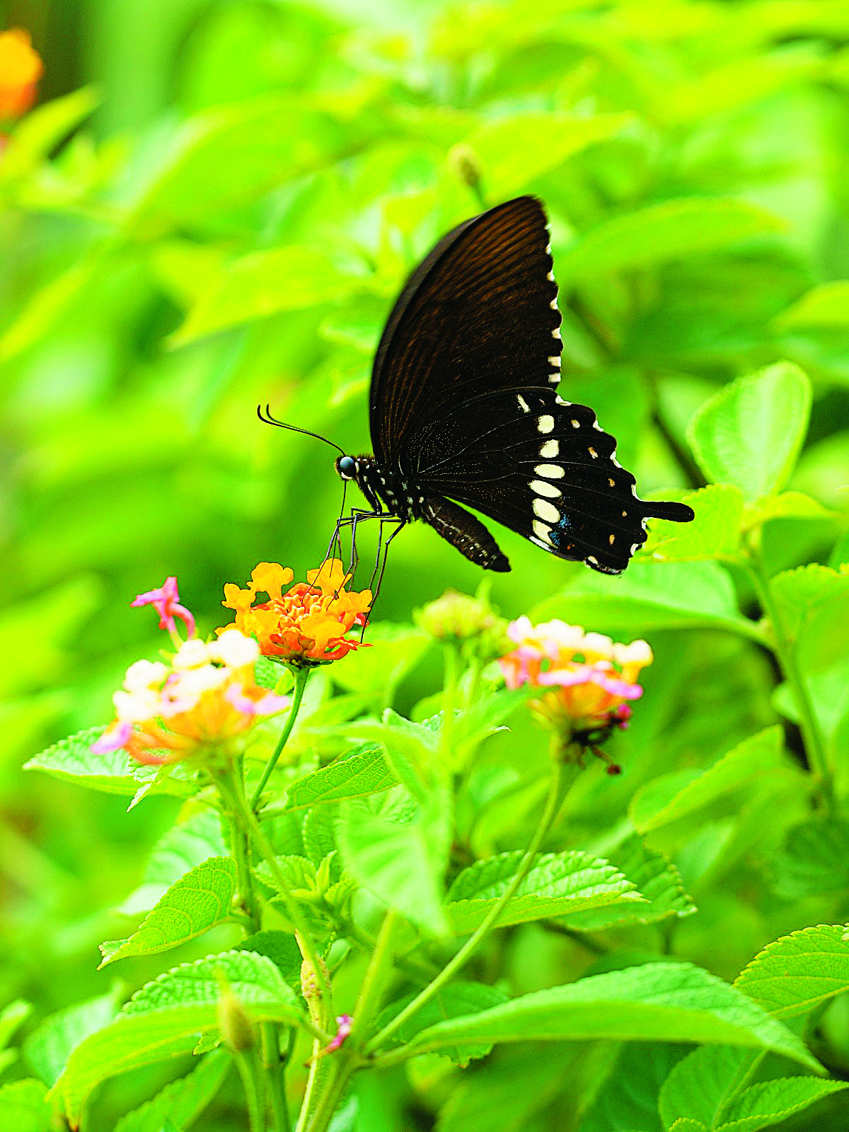 玉帶鳳蝶(Papilio polytes)