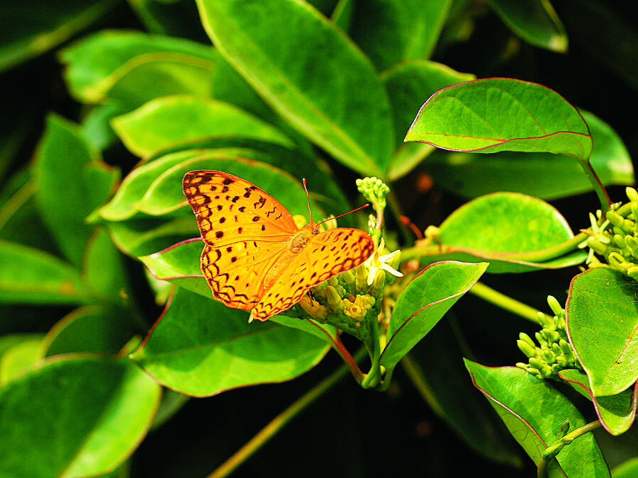 琺蛺蝶(Phalanta phalantha)