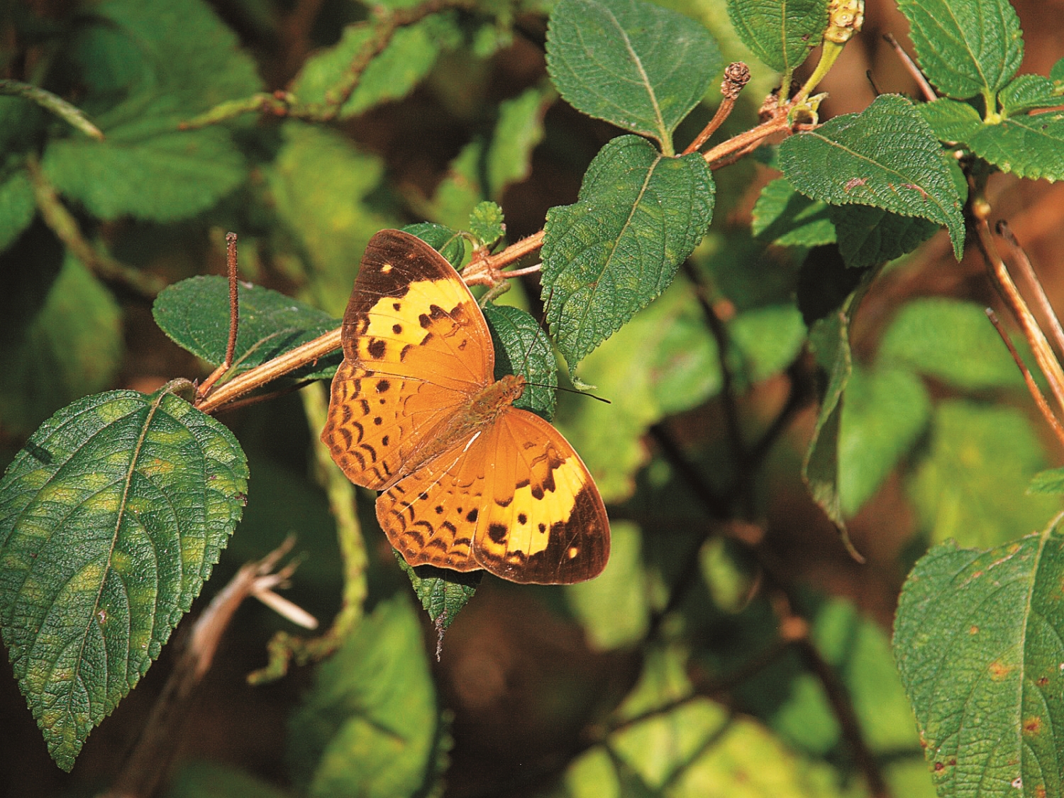 黃襟蛺蝶(Cupha erymanthis)
