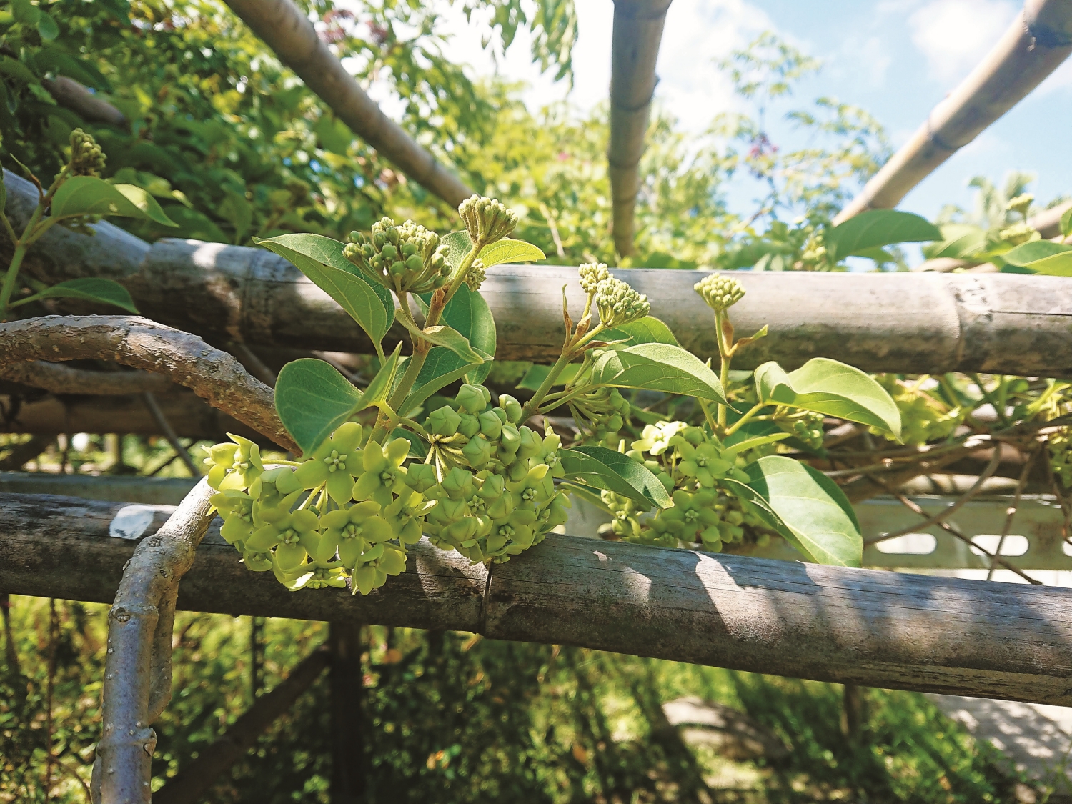 美麗的華他卡藤是淡紋青斑蝶的食草/古靜洋 攝