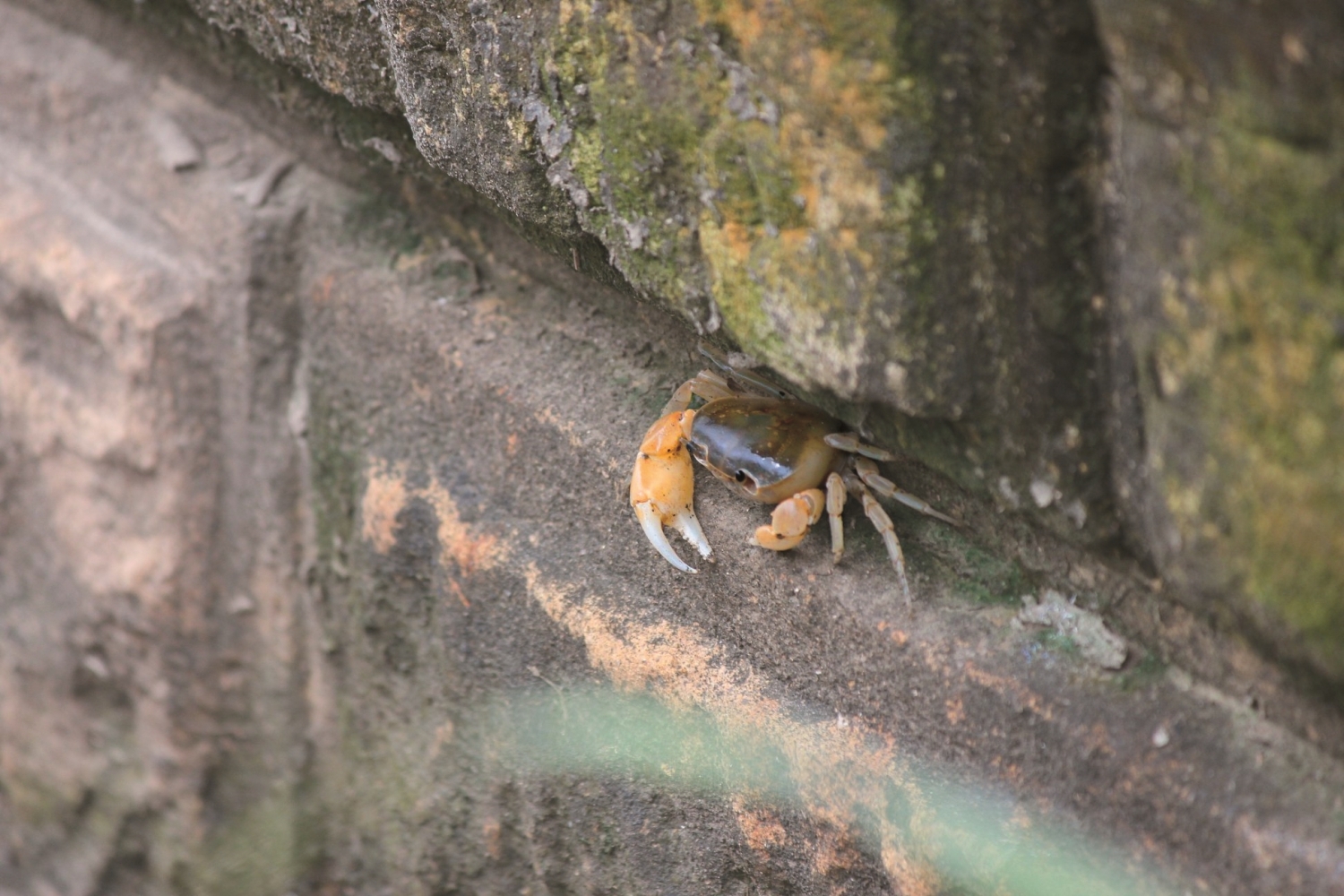 走到哪,都有機會巧遇路過的動物,是孩子們最好的生命教育/自管處 提供